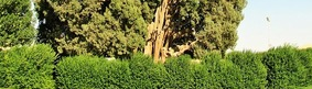 Cypress Tree of Abarkuh